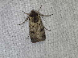 Image of Agrotis porphyricollis Guenée 1852