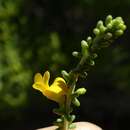 Image of Aspalathus obtusifolia R. Dahlgren