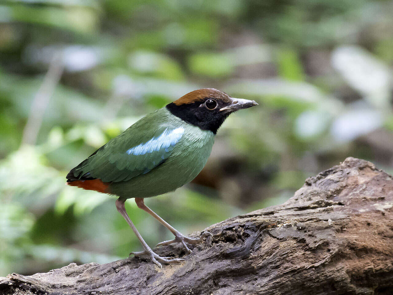 Pitta sordida cucullata Hartlaub 1843 resmi