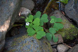 Image of Trillium-Leaf Wood-Sorrel