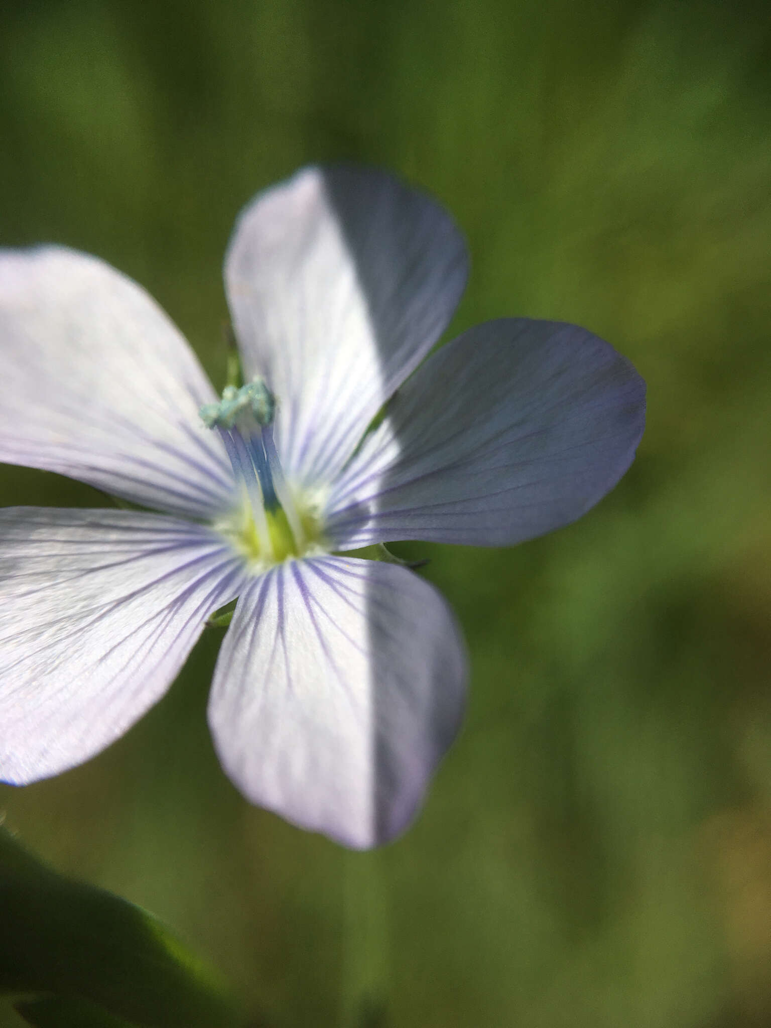 Слика од Linum bienne Miller