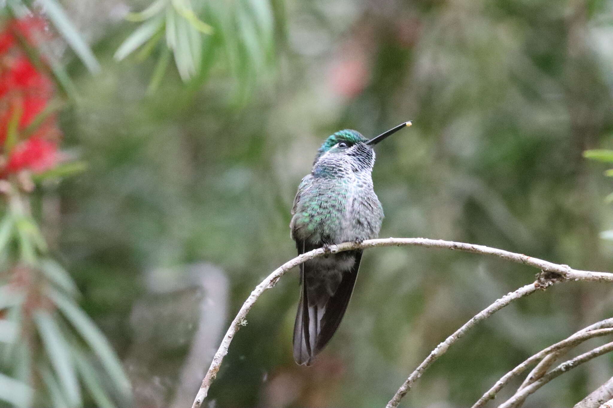 Image of Green-breasted Mountain-gem