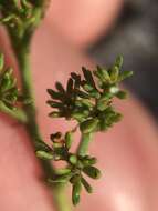 Image of American nailwort