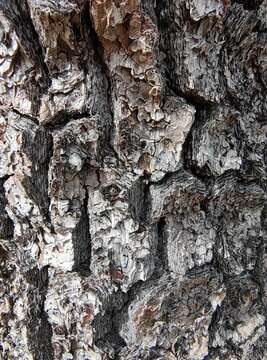 Pinus cembroides subsp. lagunae (Rob.-Pass.) D. K. Bailey resmi