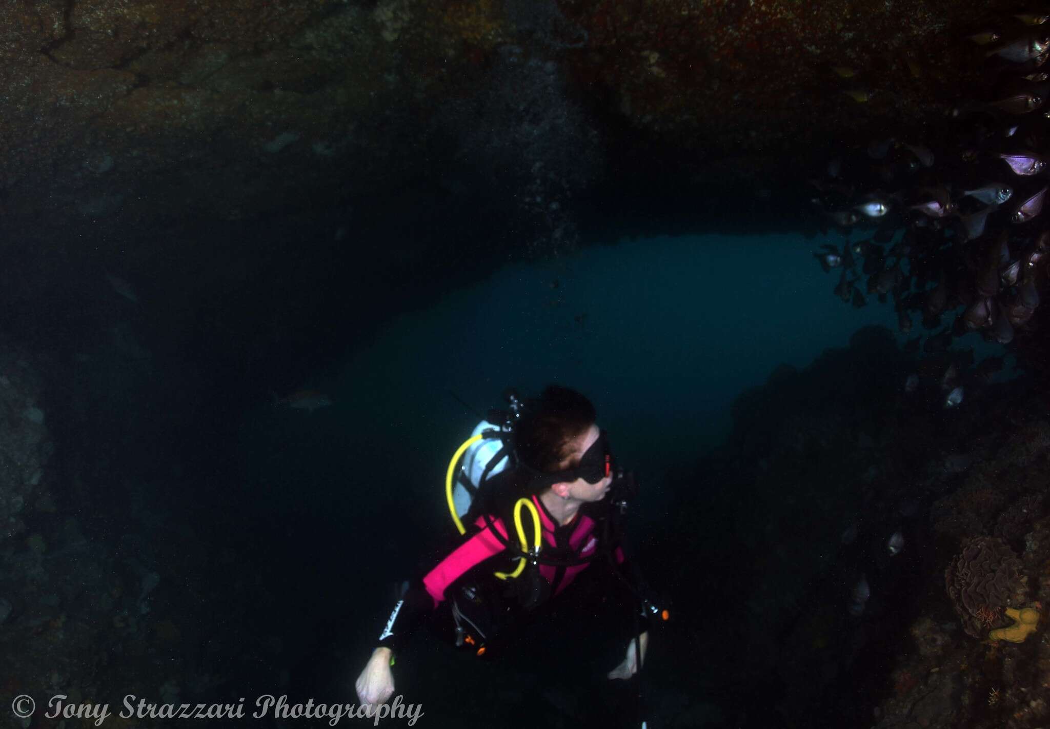 Image de Pempheris compressa (White 1790)