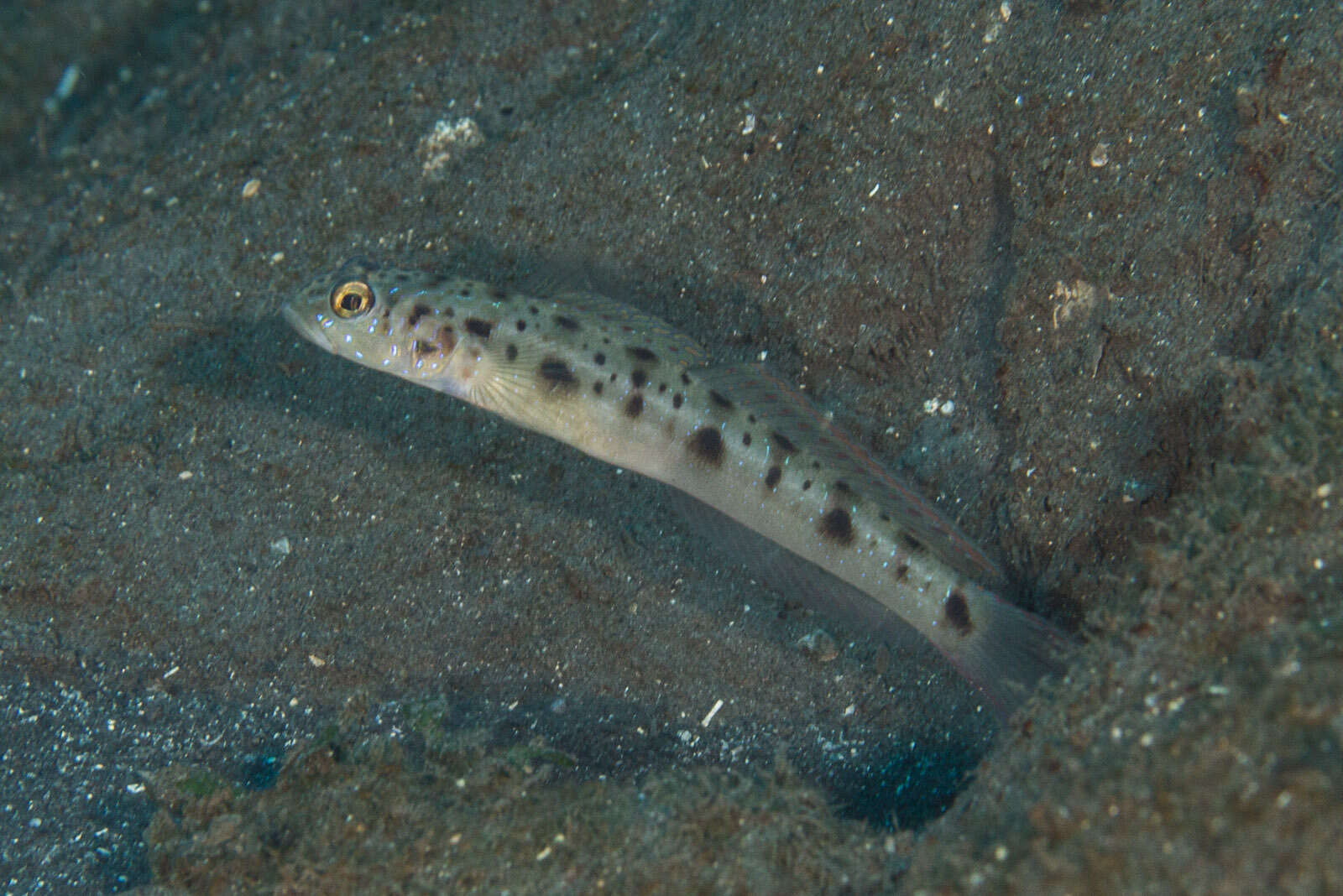 Image of Ambanoro shrimpgoby