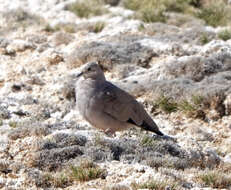 Image of Golden-spotted Ground Dove