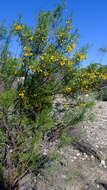 Plancia ëd <i>Senna glutinosa</i>