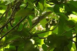 Image of Ardisia paschalis J. D. Smith