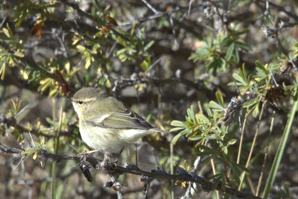 Image of Hume's Leaf Warbler