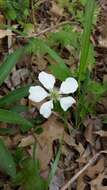 Sivun Rubus trivialis Michx. kuva