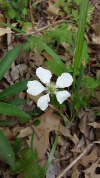 Imagem de Rubus trivialis Michx.