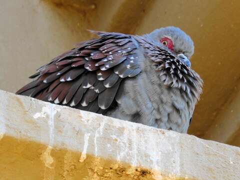 Image de Columba guinea phaeonota Gray & GR 1856