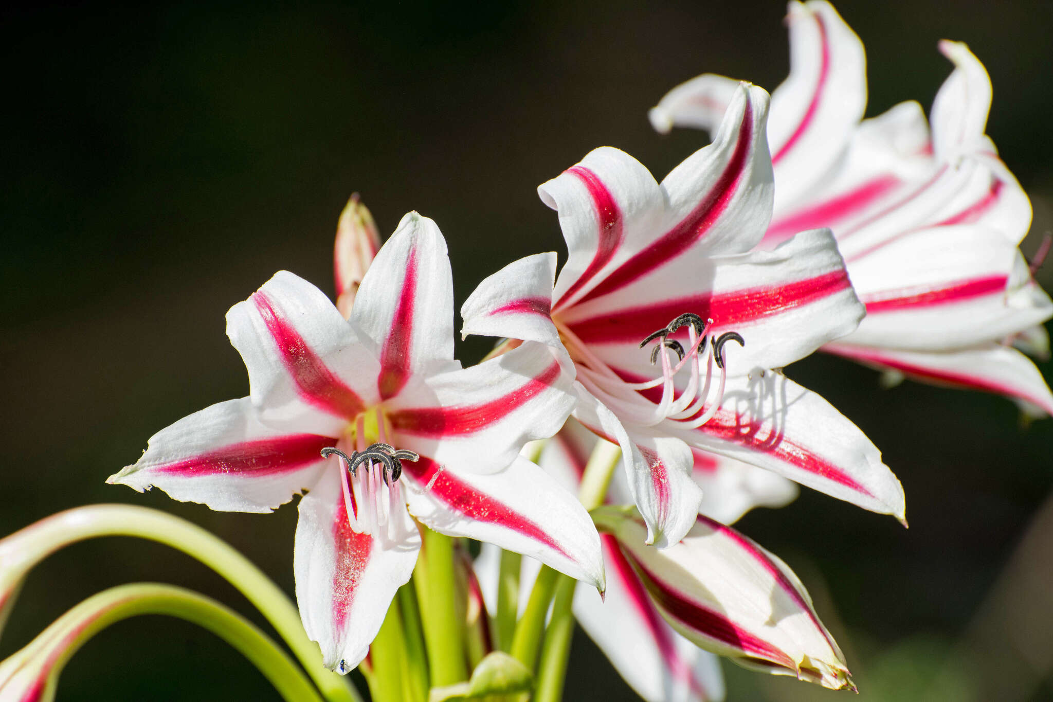 Crinum ornatum (Aiton) Herb. resmi