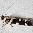 Image of Macrobathra baliomitra Turner 1932