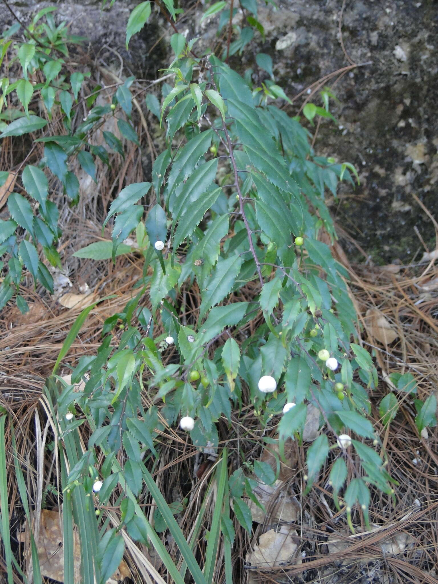 Image of Phyllonoma laticuspis Engl.
