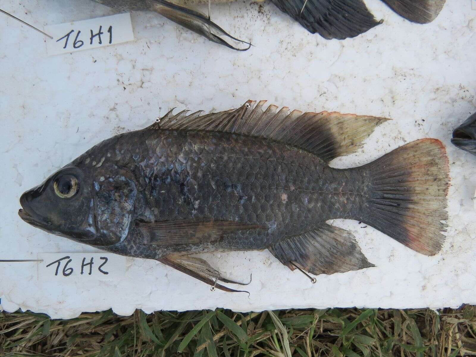 Image of Redeye tilapia