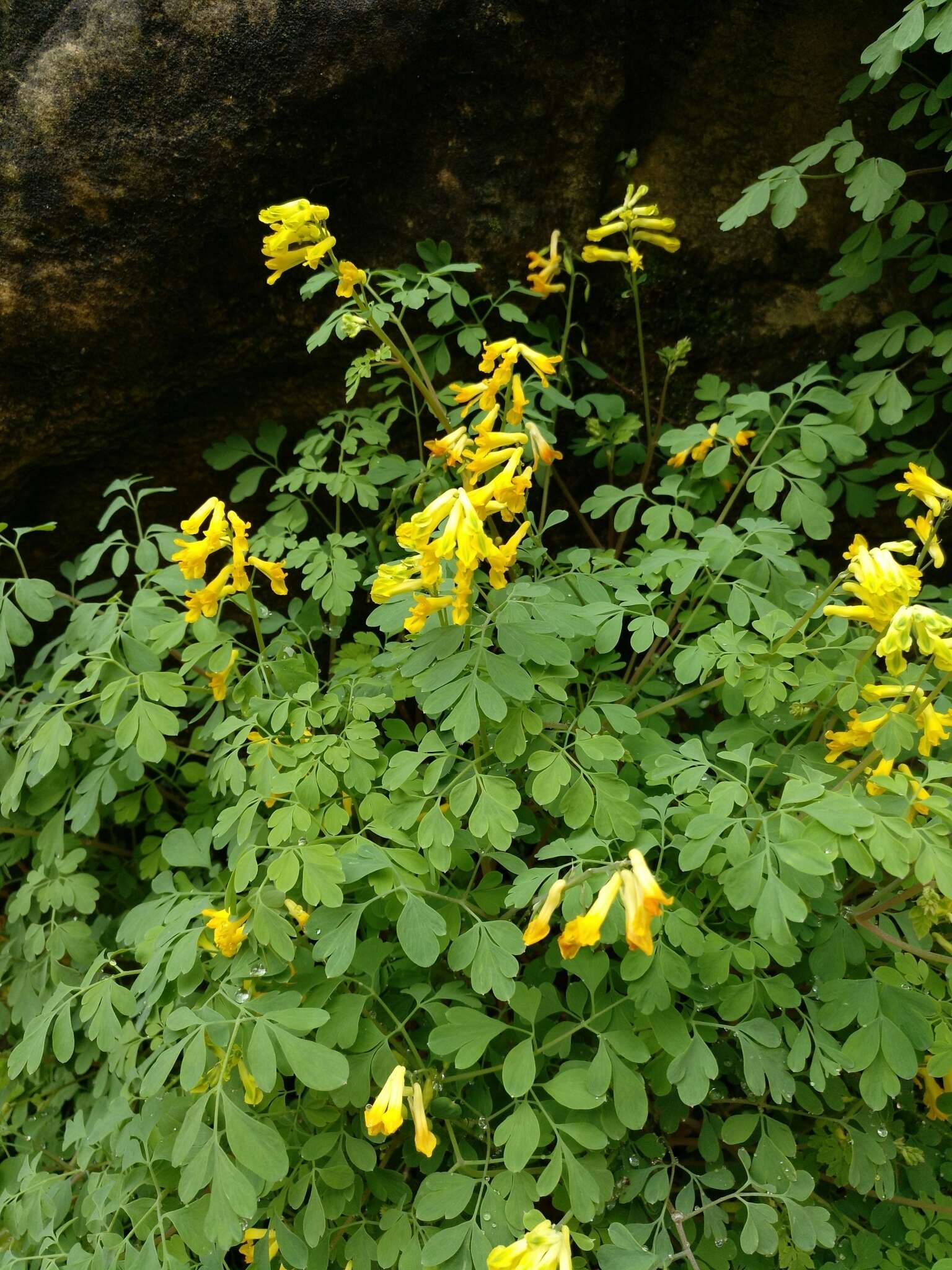 Image of yellow corydalis
