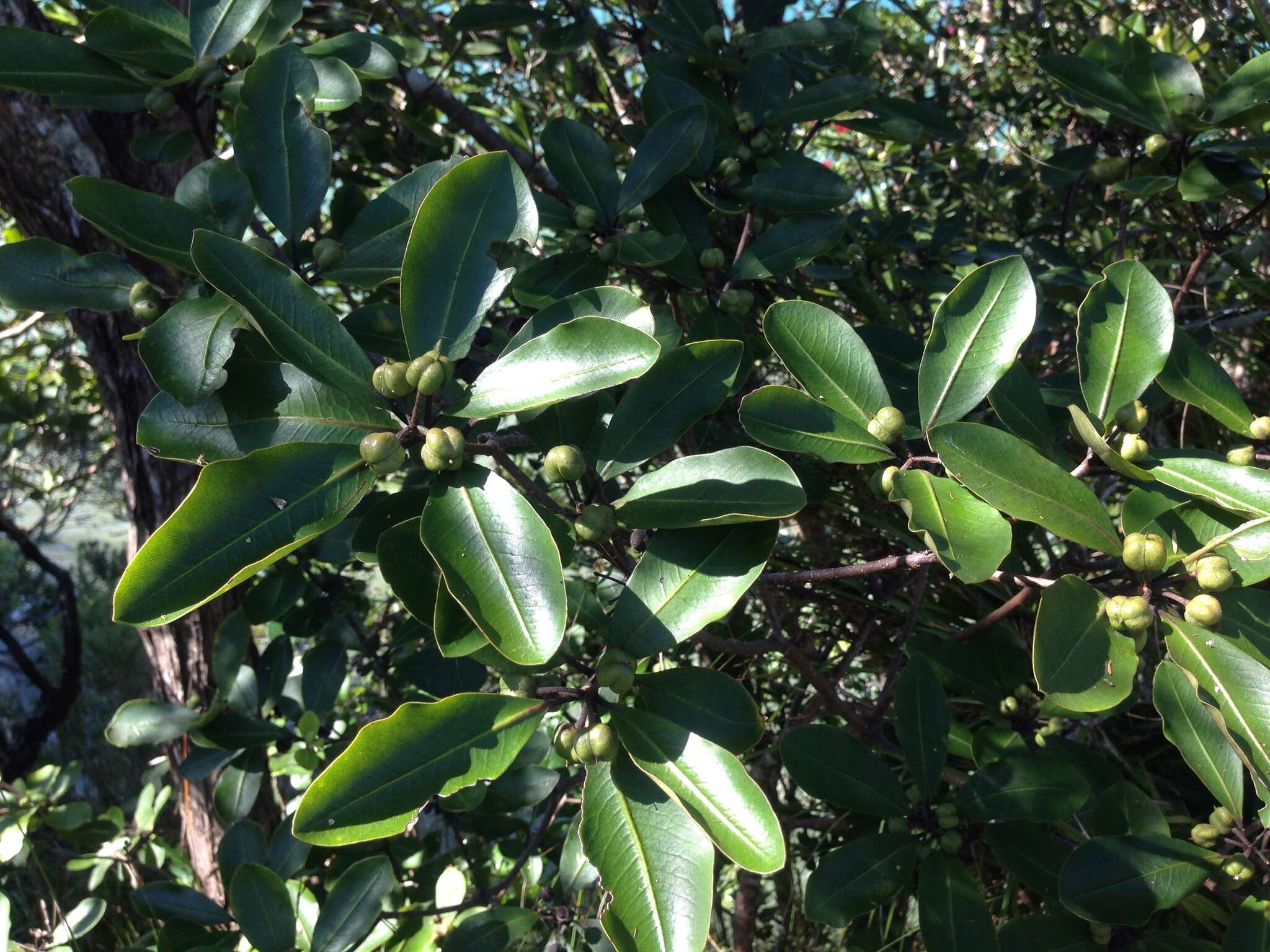 Pittosporum umbellatum Banks & Sol. ex Gaertn. resmi