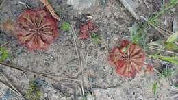 Image of dwarf sundew