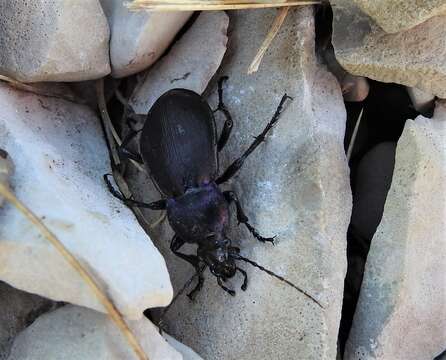 Image of Carabus (Megodontus) violaceus picenus A. & G. B. Villa 1838