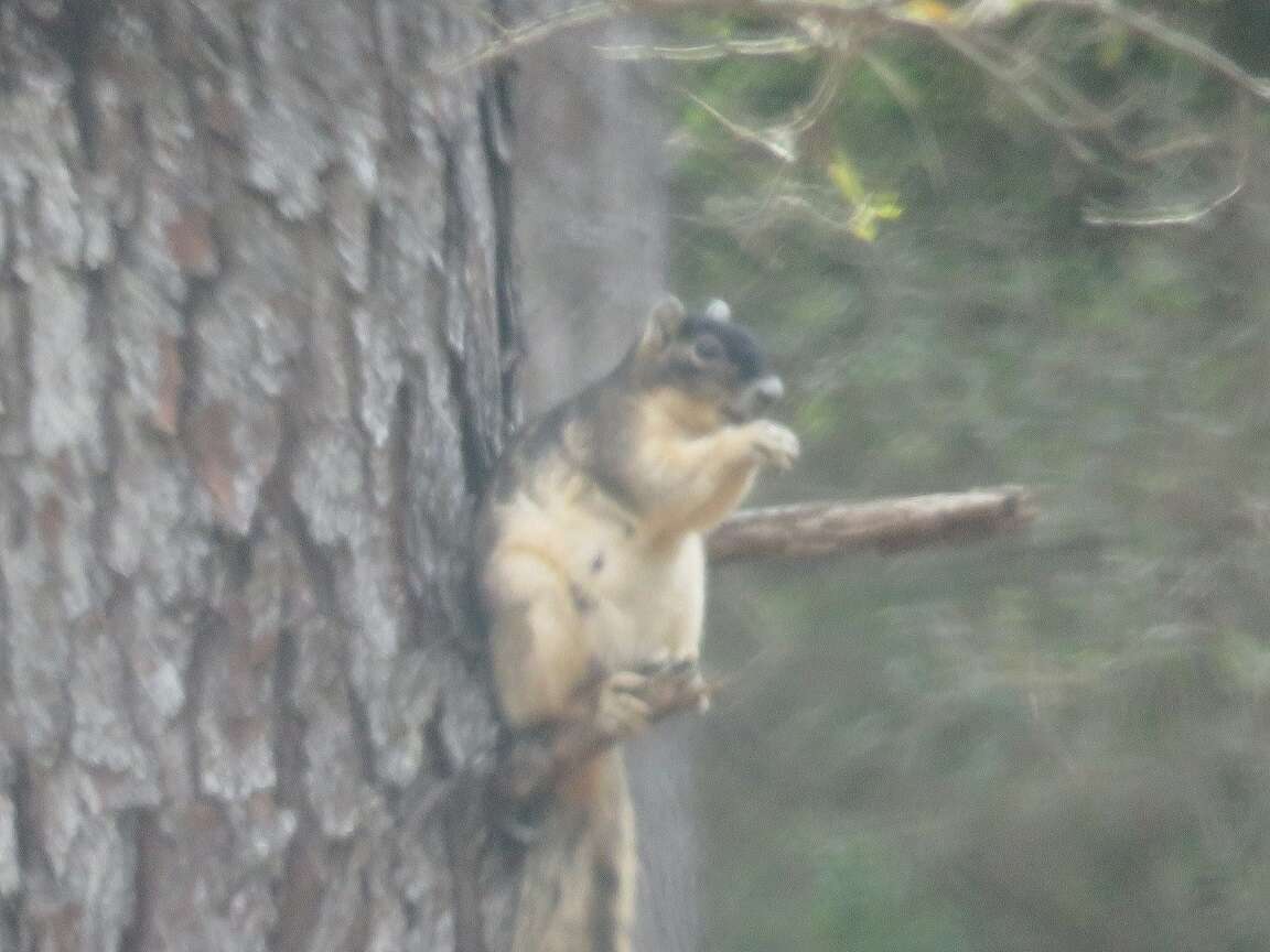 Image of Sciurus niger shermani Moore 1956