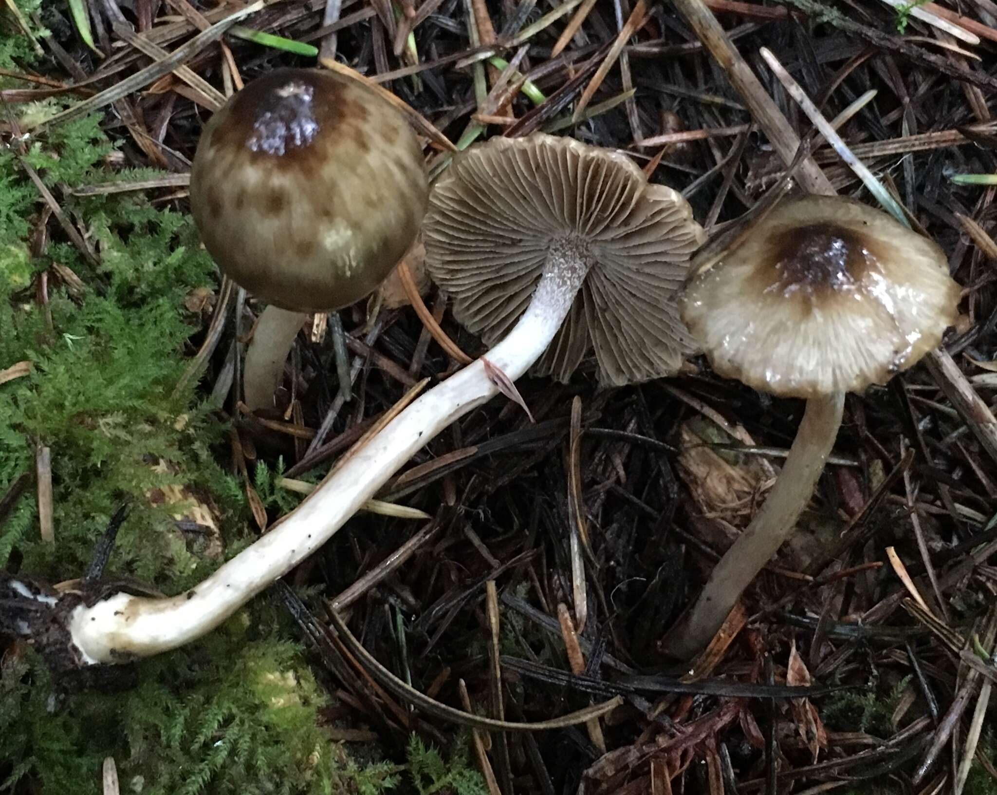 Image of Inocybe fuscodisca (Peck) Massee 1904