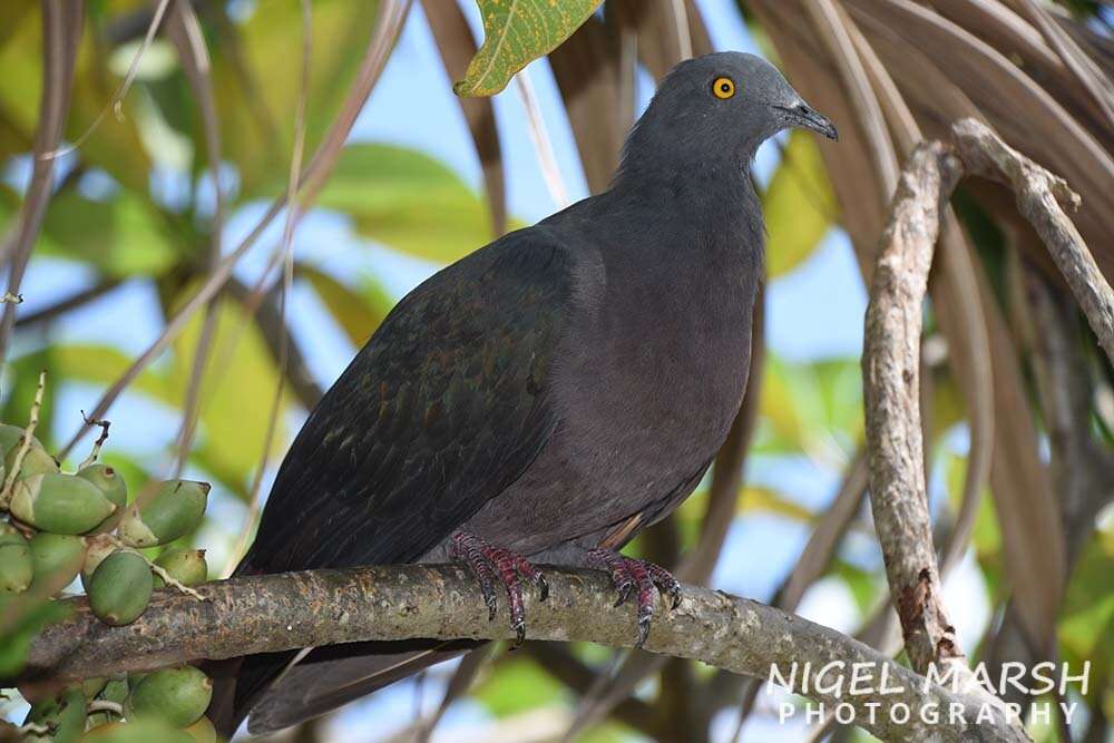 Image of Christmas Imperial Pigeon