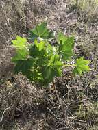 Imagem de <i>Malva assurgentiflora</i> subsp. <i>glabra</i> (Philbrick) M. F. Ray