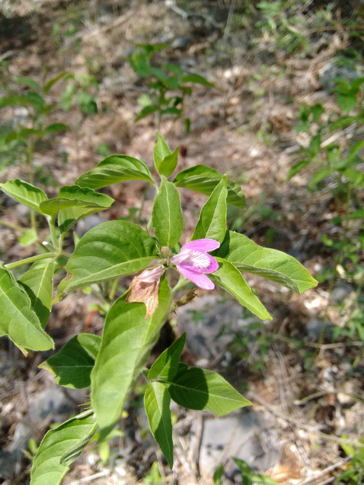 Image of Justicia breviflora (Nees) Rusby