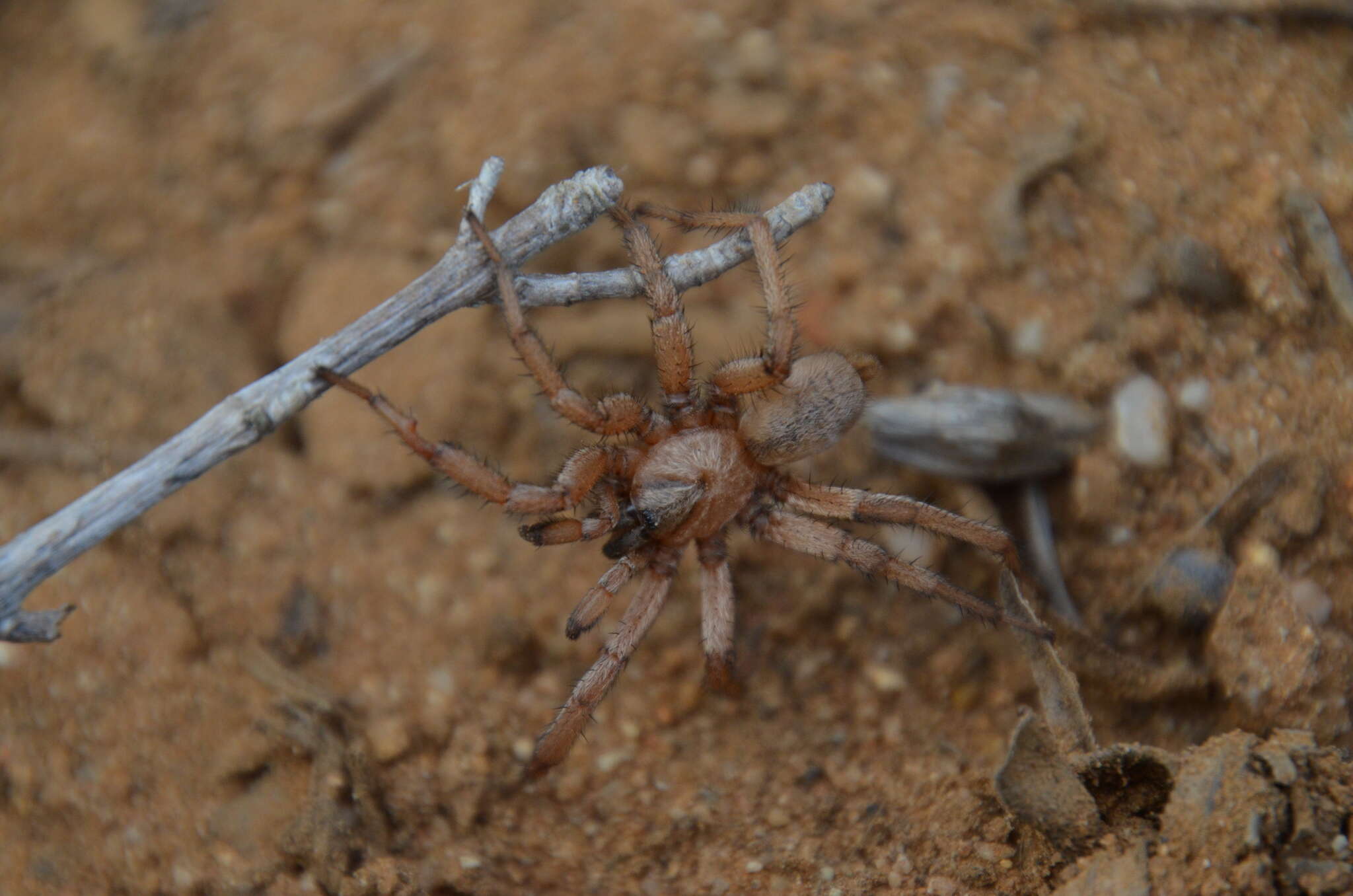 Image of Aptostichus cabrillo Bond 2012