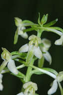 Image of Platanthera mixta Efimov