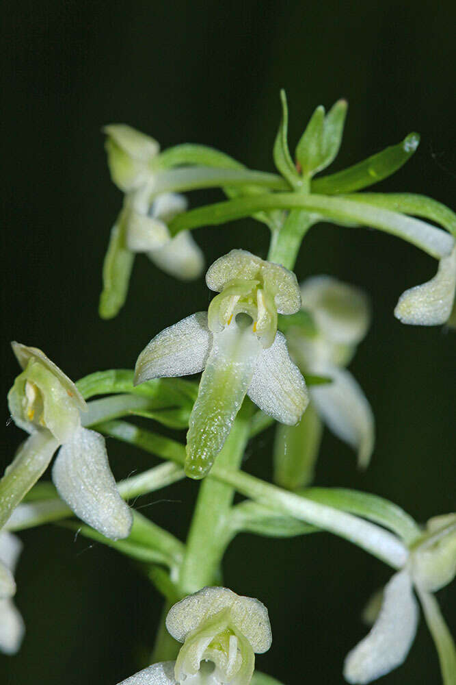 Image of Platanthera mixta Efimov