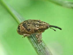 Image of Weevil