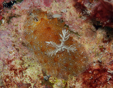 Image of Orange edged ridged black slug