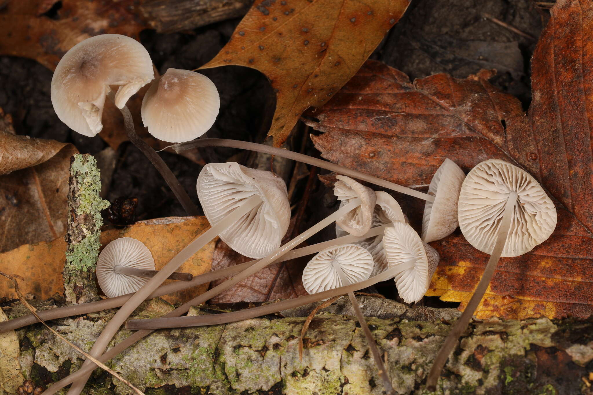 Image of Mycena filopes (Bull.) P. Kumm. 1871