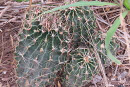 Image of <i>Hamatocactus setispinus</i>