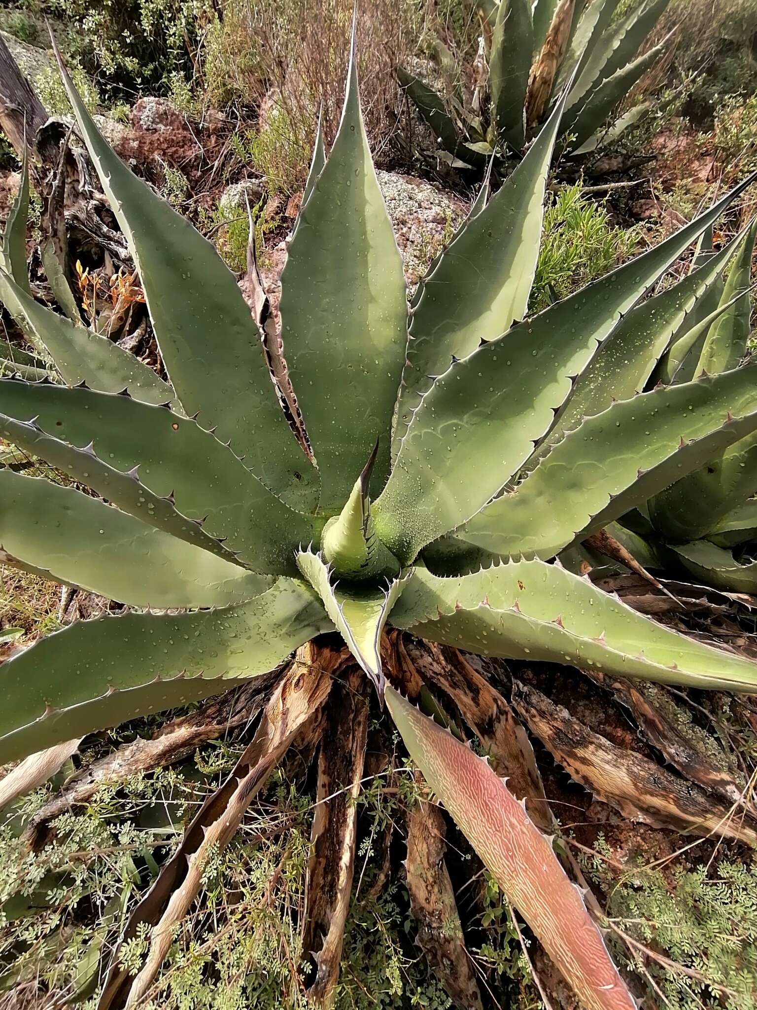 Слика од Agave salmiana subsp. crassispina (Trel.) Gentry