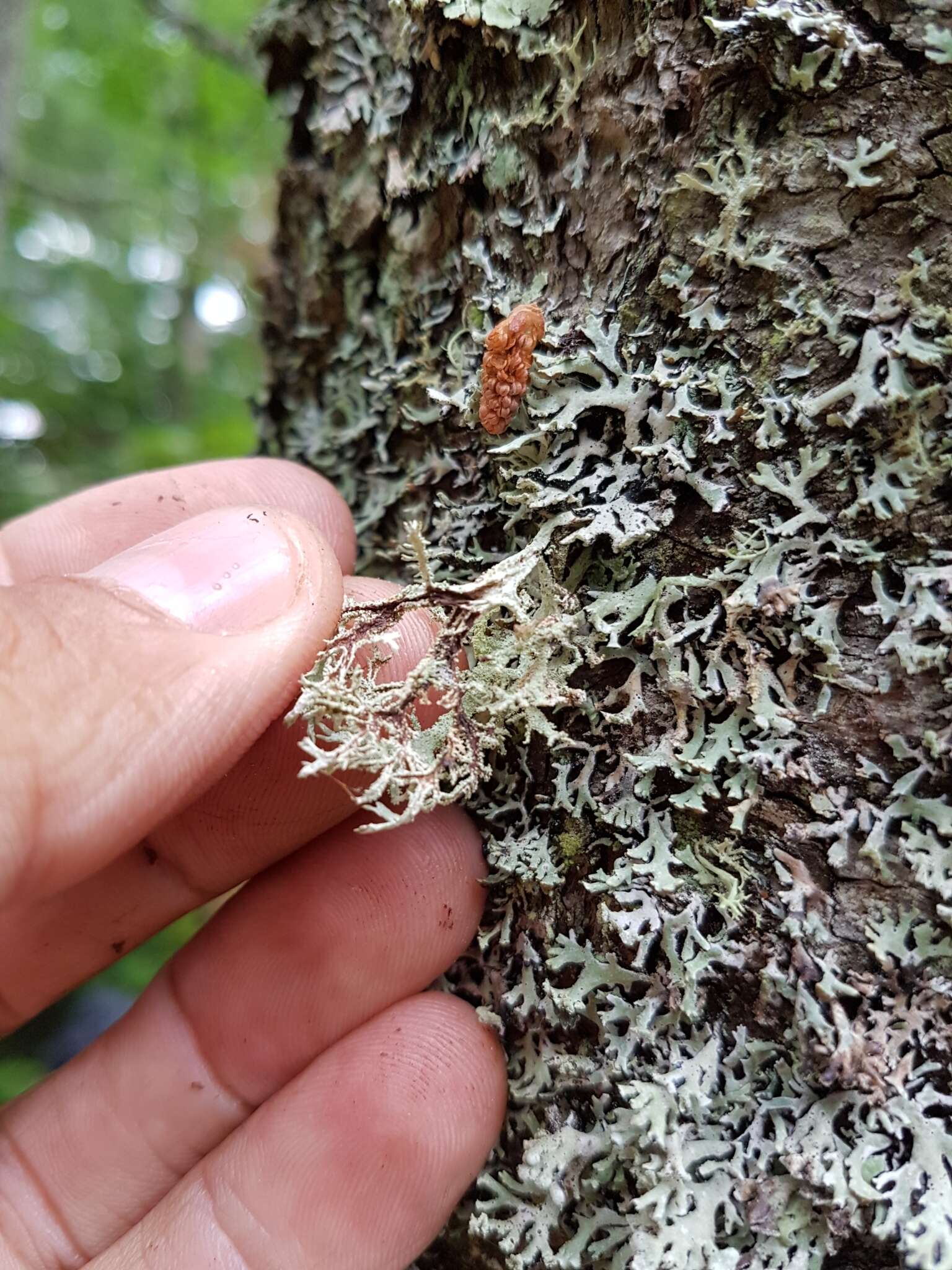 Image of light and dark lichen