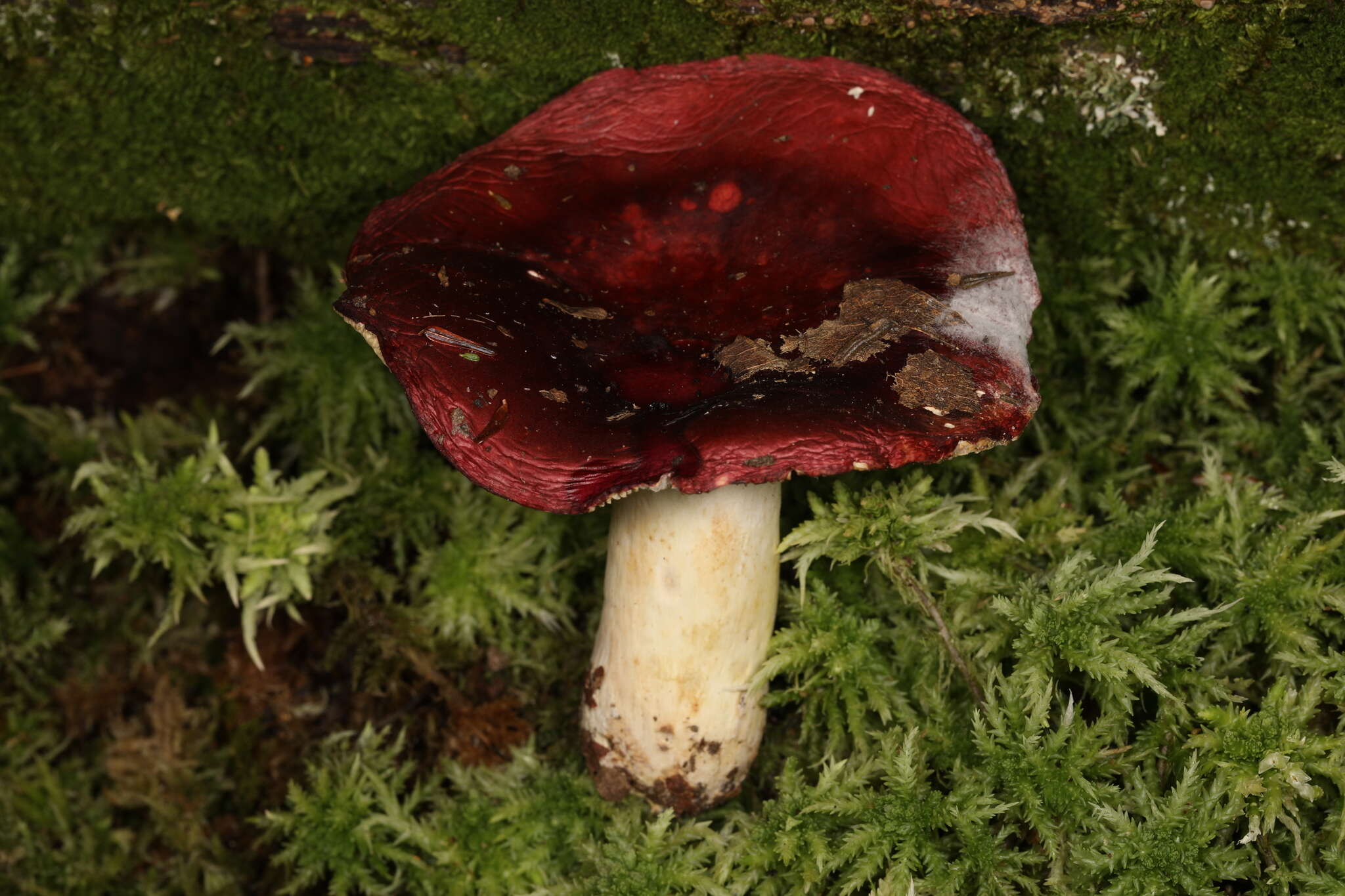 Image of Russula atropurpurea (Krombh.) Britzelm. 1893