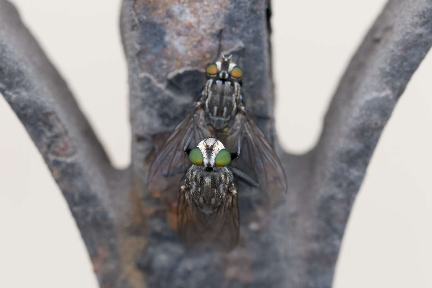 Image of Sarconesia chlorogaster Wiedemann 1830