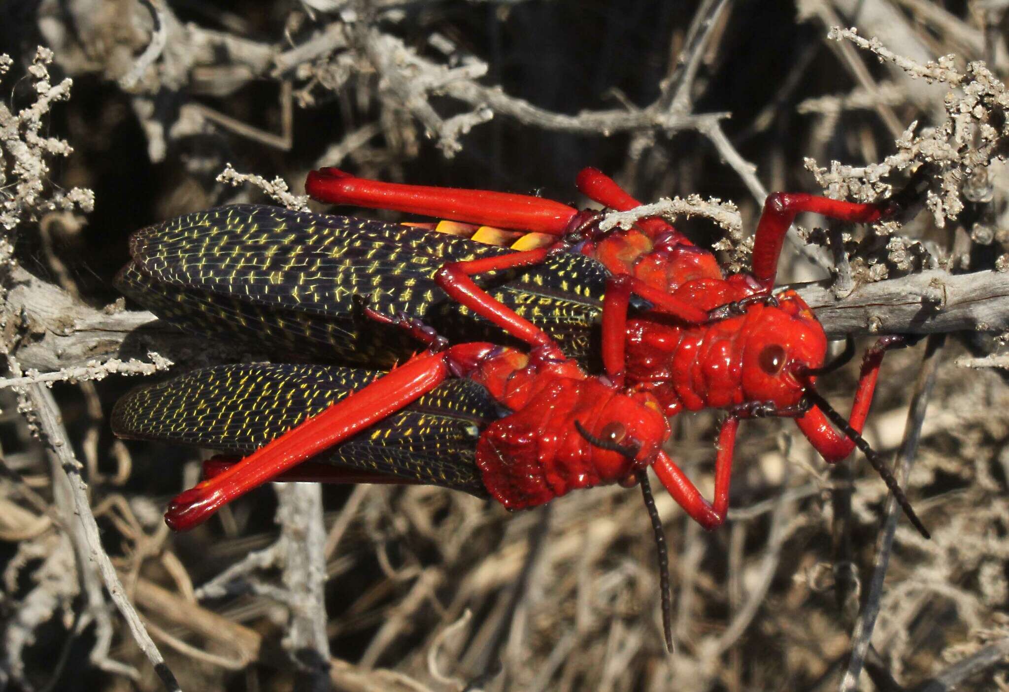 صورة Phymateus (Phymateus) morbillosus subsp. morbillosus (Linnaeus 1758)