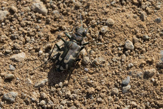 Image of Cicindela (Cicindelidia) senilis G. Horn 1867