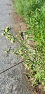 Artemisia macrocephala Jacquem. ex Bess. resmi