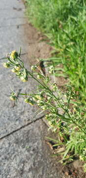 Image of Artemisia macrocephala Jacquem. ex Bess.