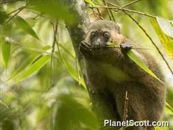 Image of golden bamboo lemur