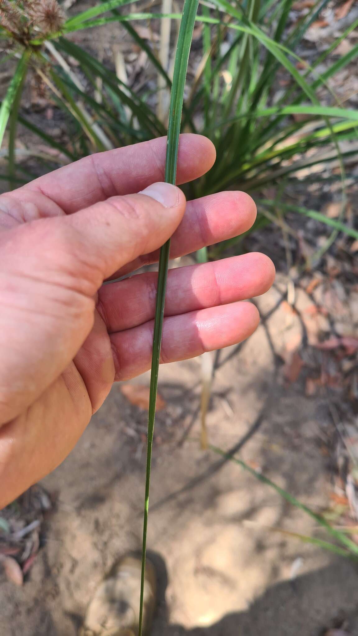 Слика од Cyperus lucidus R. Br.