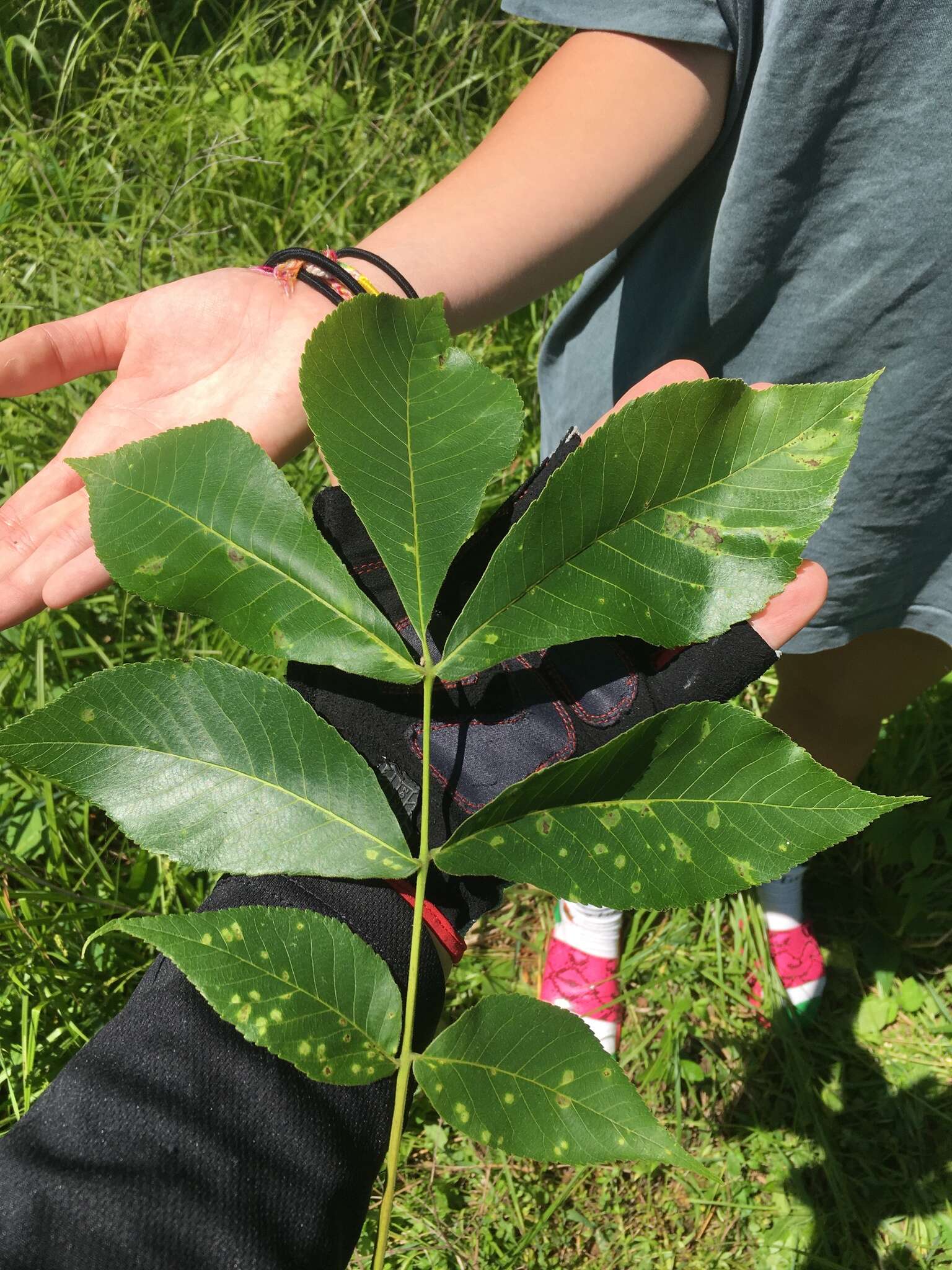 Image of shellbark hickory