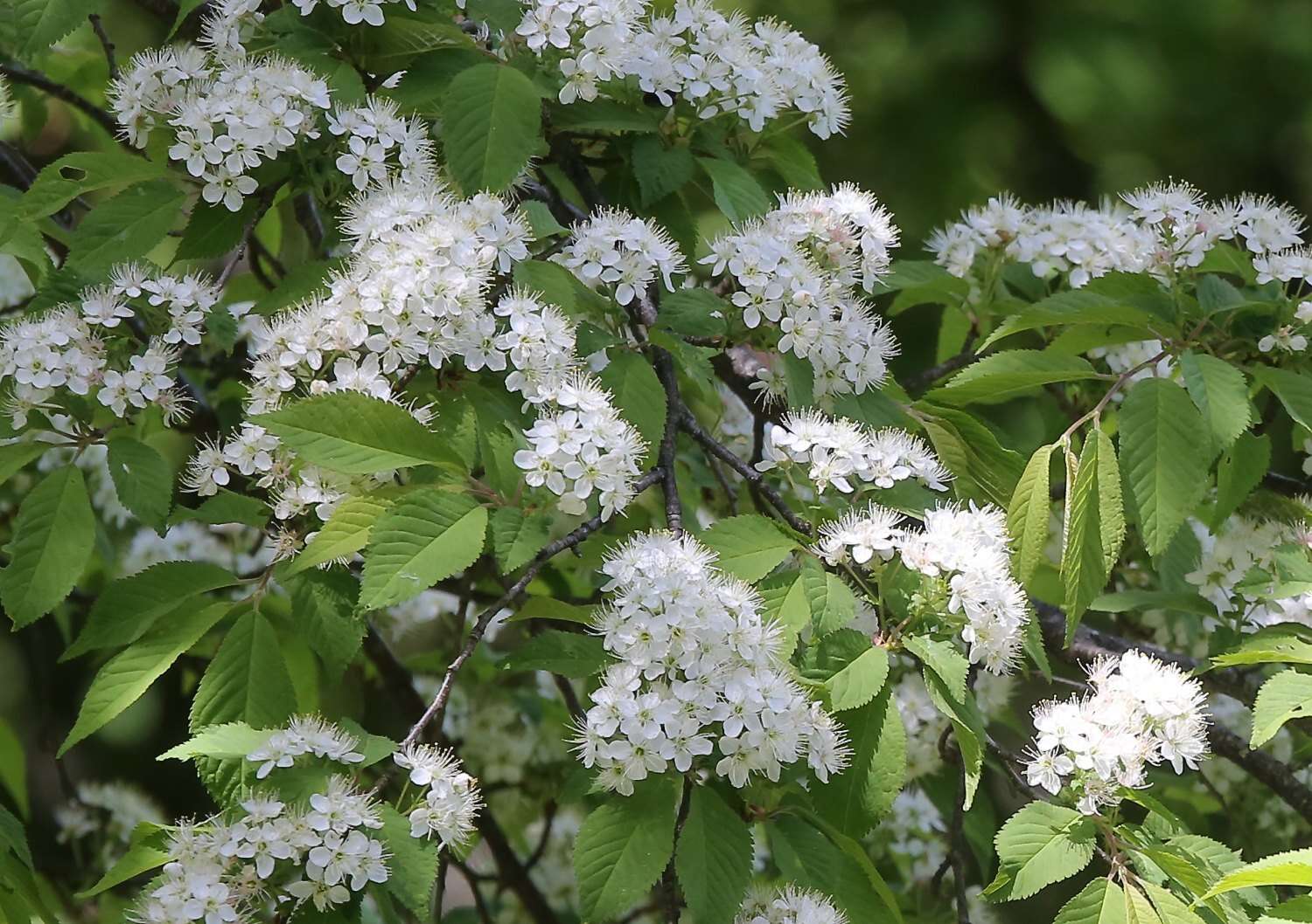 Слика од Prunus maximowiczii Rupr.