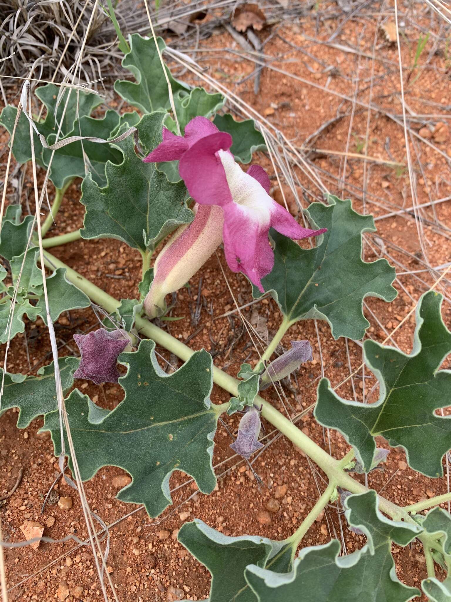 Image of devil's claw